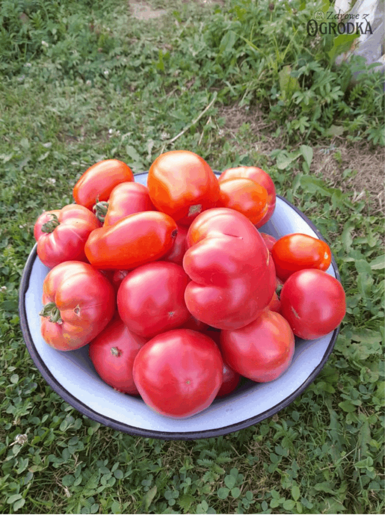 Najlepsza odmiana pomidora do tunelu