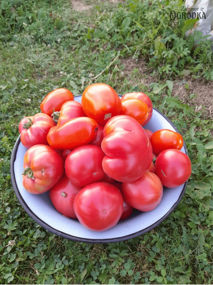 Najlepsza odmiana pomidora do tunelu
