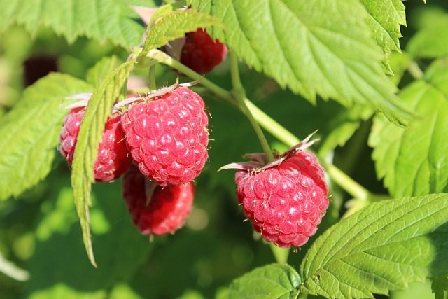 Maliny to bogate źródło kwasów organicznych