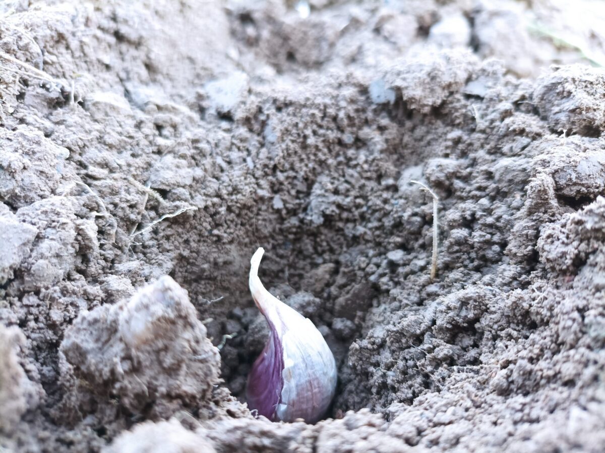 Czosnek sadzi się w dołki w pozycji pionowej na głębokość około 2,5 cm w odstępach co 15 cm